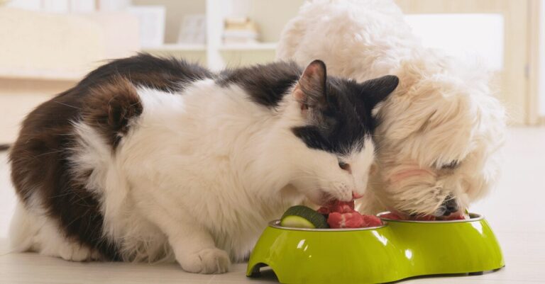 Cachorro pode comer ração de gato? Entenda os riscos e cuidados necessários