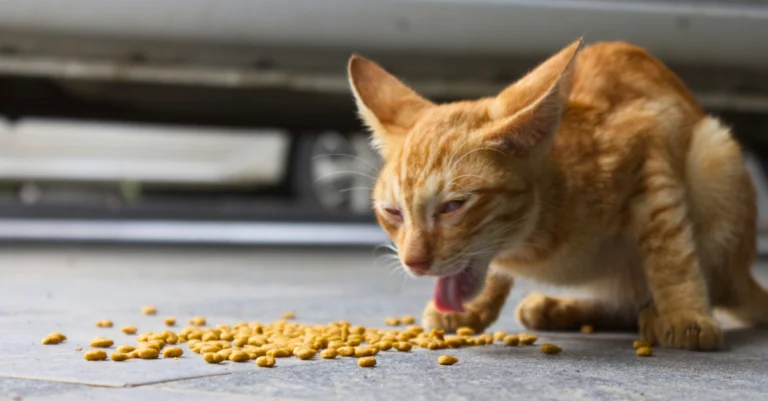 Gato vomitar ração: entenda as causas e o que fazer