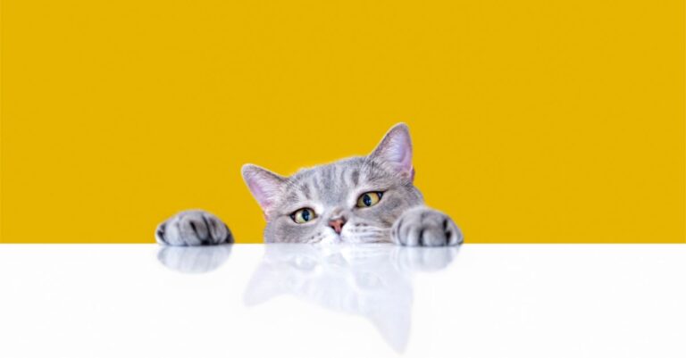 Gato vomitando amarelo? Reconheça sinais e sintomas 