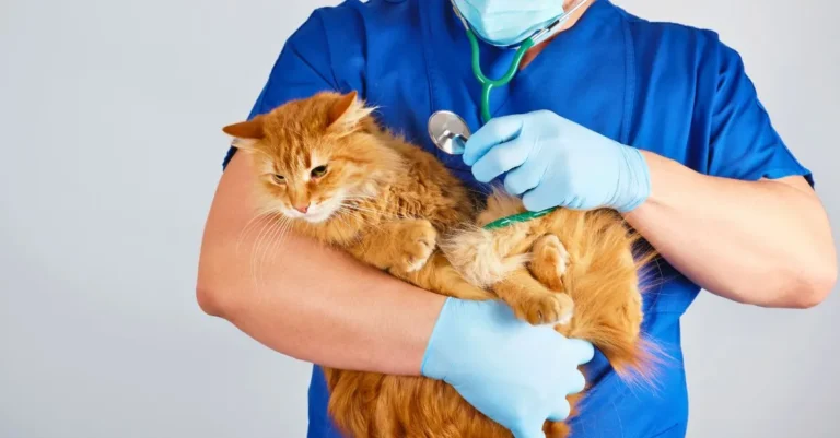 Gato vomitar sangue é grave? Entenda os principais sinais