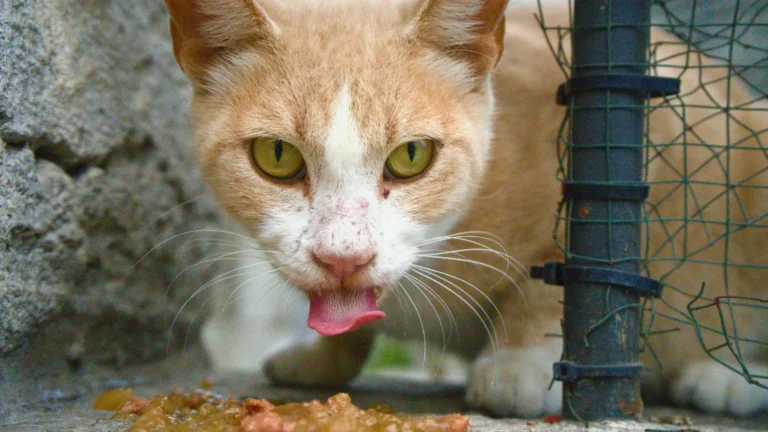 Gato vomitando: principais razões e como prevenir o problema